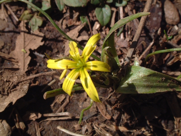 da determinare 1 (Gagea sp.)